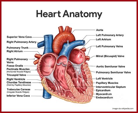 medical study of the heart word hike|The heart: Anatomy, how it works, and more .